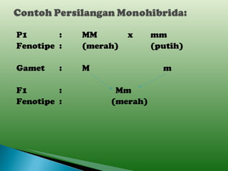 P1 : MM x mm Fenotipe : (merah) (putih) Gamet : M   m F1 :   Mm Fenotipe :   (merah) 