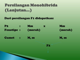 Dari persilangan F1 didapatkan: P2 : Mm x Mm Fenotipe : (merah) (merah) Gamet : M, m M, m   F2 