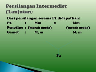 Dari persilangan sesama F1 didapatkan: P2 : Mm x Mm Fenotipe :  ( merah muda )   ( merah muda ) Gamet : M, m M, m     F2 
