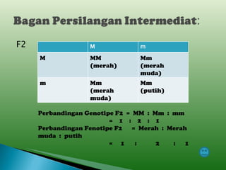 F2 Perbandingan Genotipe F2  =  MM  :  Mm  :  mm   =  1  :  2  :  1 Perbandingan Fenotipe F2   =  Merah  :  Merah muda  :  putih   =  1   :  2  :  1 M m M MM (merah) Mm (merah muda) m Mm (merah muda) Mm (putih) 