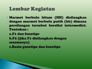 Marmot berbulu hitam (HH) disilangkan dengan marmot berbulu putih (hh) dimana persilangan tersebut bersifat intermediet. Tentukan : a.F1 dan fenotipe b.F2 (jika F1 disilangkan dengan sesamanya) c.Rasio genotipe dan fenotipe 