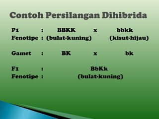 P1 : BBKK   x   bbkk Fenotipe :  (bulat-kuning)   (kisut-hijau) Gamet :   BK   x   bk F1 :  BbKk Fenotipe :   (bulat-kuning) 