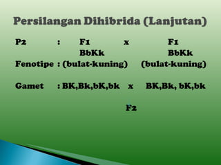 P2 : F1 x F1 BbKk BbKk Fenotipe : (bulat-kuning)  (bulat-kuning) Gamet : BK,Bk,bK,bk   x BK,Bk, bK,bk   F2 