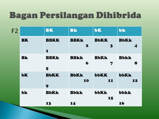 F2 BK Bk bK bk BK BBKK 1 BBKk 2 BbKK 3 BbKk 4 Bk BBKk 5  BBkk 6  BbKk 7  Bbkk 8 bK BbKK 9 BbKk 10 bbKK 11 bbKk 12 bk BbKk 13  Bbkk  14 bbKk 15  bbkk  16 