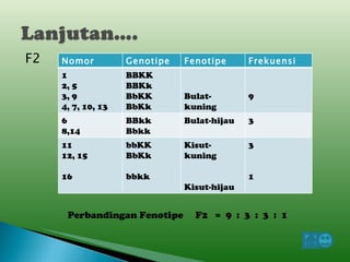 F2 Perbandingan Fenotipe  F2  =  9  :  3  :  3  :  1  Nomor Kotak Genotipe Fenotipe Frekuensi 1 2, 5 3, 9 4, 7, 10, 13 BBKK BBKk BbKK BbKk Bulat-kuning 9 6 8,14 BBkk Bbkk Bulat-hijau 3 11 12, 15 16 bbKK BbKk bbkk Kisut-kuning Kisut-hijau 3 1 