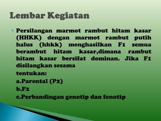 Persilangan marmot rambut hitam kasar (HHKK) dengan marmot rambut putih halus (hhkk) menghasilkan F1 semua berambut hitam kasar,dimana rambut hitam kasar bersifat dominan. Jika F1 disilangkan sesama tentukan: a.Parental (P2) b.F2 c.Perbandingan genotip dan fenotip 