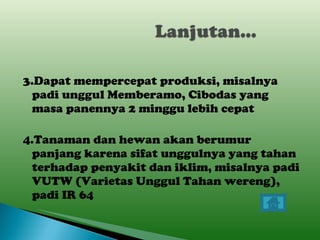 3.Dapat mempercepat produksi, misalnya padi unggul Memberamo, Cibodas yang masa panennya 2 minggu lebih cepat 4.Tanaman dan hewan akan berumur panjang karena sifat unggulnya yang tahan terhadap penyakit dan iklim, misalnya padi VUTW (Varietas Unggul Tahan wereng), padi IR 64 