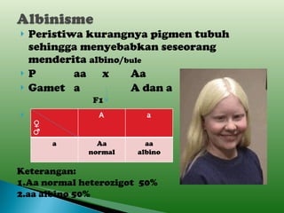 Peristiwa kurangnya pigmen tubuh sehingga menyebabkan seseorang menderita  albino/ bule  P aa x Aa Gamet a A dan a   F1 Keterangan: 1.Aa normal heterozigot  50% 2.aa albino 50% ♀ ♂ A a a Aa normal aa albino 