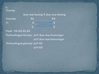 Fenotip
              ikan mas kuning X ikan mas kuning
Genotip:            Kk               KK
F1                   K                K
                     k                K
Hasil : KK,KK,Kk,Kk
Perbandingan fenotip : 50% ikan mas homozigot
                       50% ikan mas heterozigot
Perbandingan genotip: 50% Kk
                       50% KK
 
