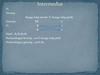 P1
Fenotip
                  bunga tulip merah X bunga tulip putih
Genotip :                RR                  rr
F1                         R                  r
                           R                 r
Hasil : Rr,Rr,Rr,Rr
Perbandingan fenotip : 100% bunga tulip pink
Perbandingan genotip : 100% Rr
 