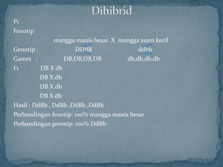 P1
Fenotip
               mangga manis besar X mangga asam kecil
Genotip :             DDBB                 ddbb
Gamet :           DB,DB,DB,DB          db,db,db.db
F1        DB X db
          DB X db
          DB X db
          DB X db
Hasil : DdBb , DdBb ,DdBb ,DdBb
Perbandingan fenotip: 100% mangga manis besar
Perbandingan genotip: 100% DdBb
 