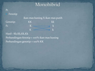 P1
 Fenotip
               ikan mas kuning X ikan mas putih
Genotip:           KK                 kk
F1                  K                  k
                    K                  k
Hasil : Kk,Kk,Kk,Kk
Perbandingan fenotip = 100% ikan mas kuning
Perbandingan genotip = 100% KK
 