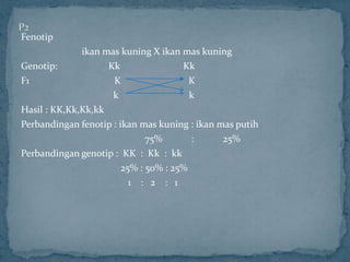Fenotip
              ikan mas kuning X ikan mas kuning
Genotip:            Kk                Kk
F1                   K                  K
                     k                  k
Hasil : KK,Kk,Kk,kk
Perbandingan fenotip : ikan mas kuning : ikan mas putih
                              75%       :      25%
Perbandingan genotip : KK : Kk : kk
                        25% : 50% : 25%
                          1 : 2 : 1
 