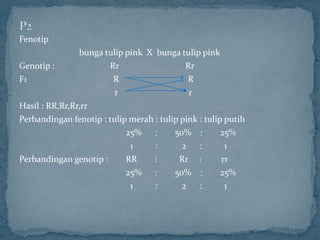 Fenotip
                bunga tulip pink X bunga tulip pink
Genotip :              Rr                   Rr
F1                      R                    R
                         r                   r
Hasil : RR,Rr,Rr,rr
Perbandingan fenotip : tulip merah : tulip pink : tulip putih
                            25% :        50% :         25%
                             1     :       2 :          1
Perbandingan genotip :      RR     :       Rr :        rr
                            25% :        50% :         25%
                             1     :       2 :          1
 