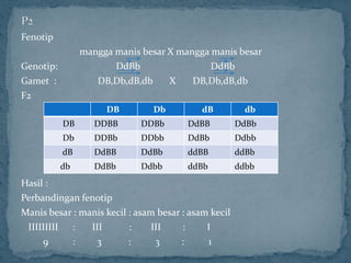 Fenotip
                mangga manis besar X mangga manis besar
Genotip:               DdBb                 DdBb
Gamet :            DB,Db,dB,db     X    DB,Db,dB,db
F2
                     DB         Db          dB          db
           DB      DDBB      DDBb       DdBB          DdBb
           Db      DDBb      DDbb       DdBb          Ddbb
           dB      DdBB      DdBb       ddBB          ddBb
           db      DdBb      Ddbb       ddBb          ddbb
Hasil :
Perbandingan fenotip
Manis besar : manis kecil : asam besar : asam kecil
 IIIIIIIII :    III       :    III     :     I
     9     :     3        :     3      :     1
 