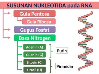 Materi Pewarisan Sifat kelas 9 semester 1 | PPTX