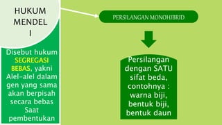 HUKUM
MENDEL
I
Disebut hukum
SEGREGASI
BEBAS, yakni
Alel-alel dalam
gen yang sama
akan berpisah
secara bebas
Saat
pembentukan
Persilangan
dengan SATU
sifat beda,
contohnya :
warna biji,
bentuk biji,
bentuk daun
PERSILANGAN MONOHIBRID
 