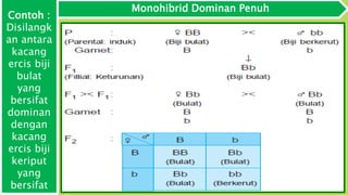 Monohibrid Dominan Penuh
Contoh :
Disilangk
an antara
kacang
ercis biji
bulat
yang
bersifat
dominan
dengan
kacang
ercis biji
keriput
yang
bersifat
 