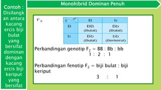 Monohibrid Dominan Penuh
Perbandingan genotip F2 = BB : Bb : bb
1 : 2 : 1
Perbandingan fenotip F2 = biji bulat : biji
keriput
3 : 1
Contoh :
Disilangk
an antara
kacang
ercis biji
bulat
yang
bersifat
dominan
dengan
kacang
ercis biji
keriput
yang
bersifat
 