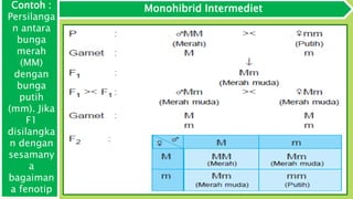 Monohibrid IntermedietContoh :
Persilanga
n antara
bunga
merah
(MM)
dengan
bunga
putih
(mm). Jika
F1
disilangka
n dengan
sesamany
a
bagaiman
a fenotip
 