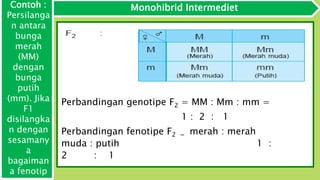Monohibrid Intermediet
Perbandingan genotipe F2 = MM : Mm : mm =
1 : 2 : 1
Perbandingan fenotipe F2 = merah : merah
muda : putih 1 :
2 : 1
Contoh :
Persilanga
n antara
bunga
merah
(MM)
dengan
bunga
putih
(mm). Jika
F1
disilangka
n dengan
sesamany
a
bagaiman
a fenotip
 