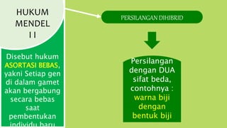 HUKUM
MENDEL
I I
Disebut hukum
ASORTASI BEBAS,
yakni Setiap gen
di dalam gamet
akan bergabung
secara bebas
saat
pembentukan
individu baru
Persilangan
dengan DUA
sifat beda,
contohnya :
warna biji
dengan
bentuk biji
PERSILANGAN DIHIBRID
 