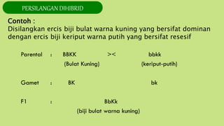 PERSILANGAN DIHIBRID
Contoh :
Disilangkan ercis biji bulat warna kuning yang bersifat dominan
dengan ercis biji keriput warna putih yang bersifat resesif
 