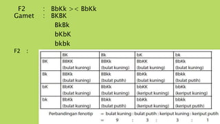 F2 : BbKk >< BbKk
Gamet : BKBK
BkBk
bKbK
bkbk
F2 :
 