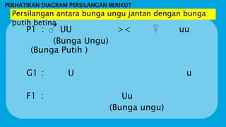 PERHATIKAN DIAGRAM PERSILANGAN BERIKUT
P1 : UU >< uu
(Bunga Ungu)
(Bunga Putih )
G1 : U u
F1 : Uu
(Bunga ungu)
Persilangan antara bunga ungu jantan dengan bunga
putih betina
 
