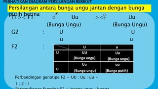 PERHATIKAN DIAGRAM PERSILANGAN BERIKUT
F1>< F1 : Uu >< Uu
(Bunga Ungu) (Bunga Ungu)
G2 : U U
u u
F2 : U u
U UU
(Bunga ungu)
Uu
(Bunga ungu)
u
Uu
(Bunga ungu)
uu
(Bunga putih)
Perbandingan genotipe F2 = UU : Uu : uu =
1 : 2 : 1
Persilangan antara bunga ungu jantan dengan bunga
putih betina
 
