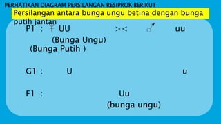 PERHATIKAN DIAGRAM PERSILANGAN RESIPROK BERIKUT
P1 : UU >< uu
(Bunga Ungu)
(Bunga Putih )
G1 : U u
F1 : Uu
(bunga ungu)
Persilangan antara bunga ungu betina dengan bunga
putih jantan
 