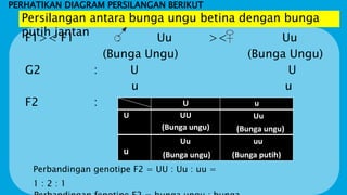 PERHATIKAN DIAGRAM PERSILANGAN BERIKUT
F1>< F1 : Uu >< Uu
(Bunga Ungu) (Bunga Ungu)
G2 : U U
u u
F2 : U u
U UU
(Bunga ungu)
Uu
(Bunga ungu)
u
Uu
(Bunga ungu)
uu
(Bunga putih)
Perbandingan genotipe F2 = UU : Uu : uu =
1 : 2 : 1
Persilangan antara bunga ungu betina dengan bunga
putih jantan
 