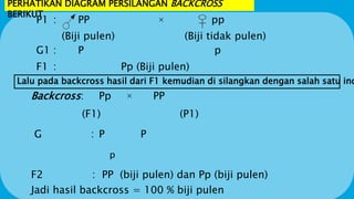PERHATIKAN DIAGRAM PERSILANGAN BACKCROSS
BERIKUT
P1 : PP × pp
(Biji pulen) (Biji tidak pulen)
G1 : P p
F1 : Pp (Biji pulen)
Lalu pada backcross hasil dari F1 kemudian di silangkan dengan salah satu ind
Backcross: Pp × PP
(F1) (P1)
G : P P
p
F2 : PP (biji pulen) dan Pp (biji pulen)
Jadi hasil backcross = 100 % biji pulen
 