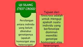 Tujuan dari
Testcross adalah
untuk menguji
apakah suatu
individu yang
berfenotipe
dominan
memiliki
genotipe
homozigot atau
heterozigot.
UJI SILANG
(TEST CROSS)
Persilangan
antara individu
yang belum
diketahui
genotipenya
(apakah
homozigot atau
heterozigot)
 