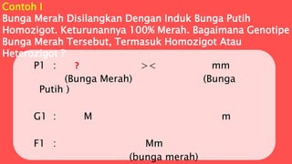 Contoh I
Bunga Merah Disilangkan Dengan Induk Bunga Putih
Homozigot. Keturunannya 100% Merah. Bagaimana Genotipe
Bunga Merah Tersebut, Termasuk Homozigot Atau
Heterozigot ?
P1 : ? >< mm
(Bunga Merah) (Bunga
Putih )
G1 : M m
F1 : Mm
(bunga merah)
 