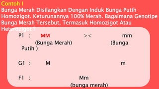 P1 : MM >< mm
(Bunga Merah) (Bunga
Putih )
G1 : M m
F1 : Mm
(bunga merah)
Contoh I
Bunga Merah Disilangkan Dengan Induk Bunga Putih
Homozigot. Keturunannya 100% Merah. Bagaimana Genotipe
Bunga Merah Tersebut, Termasuk Homozigot Atau
Heterozigot ?
 
