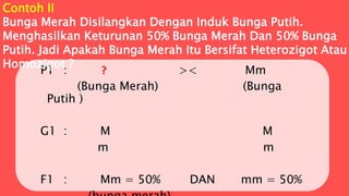P1 : ? >< Mm
(Bunga Merah) (Bunga
Putih )
G1 : M M
m m
F1 : Mm = 50% DAN mm = 50%
Contoh II
Bunga Merah Disilangkan Dengan Induk Bunga Putih.
Menghasilkan Keturunan 50% Bunga Merah Dan 50% Bunga
Putih. Jadi Apakah Bunga Merah Itu Bersifat Heterozigot Atau
Homozigot ?
 