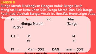 P1 : Mm >< Mm
(Bunga Merah) (Bunga
Putih )
G1 : M M
m m
F1 : Mm = 50% DAN mm = 50%
Contoh II
Bunga Merah Disilangkan Dengan Induk Bunga Putih.
Menghasilkan Keturunan 50% Bunga Merah Dan 50% Bunga
Putih. Jadi Apakah Bunga Merah Itu Bersifat Heterozigot Atau
Homozigot ?
 