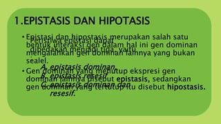 1.EPISTASIS DAN HIPOTASIS
• Epistasi dan hipostasis merupakan salah satu
bentuk interaksi gen dalam hal ini gen dominan
mengalahkan gen dominan lainnya yang bukan
sealel.
• Gen dominan yang menutup ekspresi gen
dominan lainnya disebut epistasis, sedangkan
gen dominan yang tertutup itu disebut hipostasis.
Peristiwa epistasi dapat
dibedakan menjadi tiga, yaitu
:
A. epistasis dominan,
B. epistasis resesif
C. epistasis dominan dan
resesif.
 