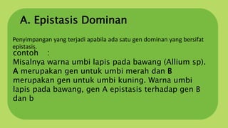 A. Epistasis Dominan
Penyimpangan yang terjadi apabila ada satu gen dominan yang bersifat
epistasis.
contoh :
Misalnya warna umbi lapis pada bawang (Allium sp).
A merupakan gen untuk umbi merah dan B
merupakan gen untuk umbi kuning. Warna umbi
lapis pada bawang, gen A epistasis terhadap gen B
dan b
 