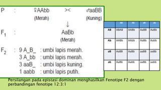 AB Ab aB ab
AB ABAB AABb AaBB AaBb
Ab AABb AAbb AaBb Aabb
aB AaBB AaBb aaBB aaBb
ab AaBb Aabb aaBb aabb
Persilangan pada epistasi dominan menghasilkan Fenotipe F2 dengan
perbandingan fenotipe 12:3:1
 