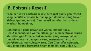 B. Epistasis Resesif
Pada peristiwa epistasis resesif terdapat suatu gen resesif
yang bersifat epistasis terhadap gen dominan yang bukan
alelnya (pasangannya). Gen resesif tersebut harus dalam
keadaan homozigot,
Contohnya : pada pewarisan warna rambut tikus.
Gen A menentukan warna hitam, gen a menentukan warna
abu-abu, gen C menentukan enzim yang menyebabkan
timbulnya warna dan gen c yang menentukan enzim
penghambat munculnya warna. Gen C bersifat epistasis.
Jadi, tikus yang berwarna hitam memiliki gen C dan A.
 