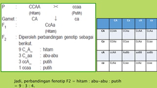 CA Ca cA ca
CA CCAA CCAa CcAA CcAa
Ca CCAa CCaa CcAa Ccaa
cA ccAA AaBb aaBB aaBb
ca CcAa Ccaa ccAa ccaa
Jadi, perbandingan fenotip F2 = hitam : abu-abu : putih
= 9 : 3 : 4.
 
