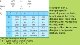 Meskipun gen C
mempengaruhi
munculnya warna bulu,
tetapi karena bertemu
dengan gen I (gen yang
menghalangi munculnya
warna), maka
menghasilkan keturunan
dengan fenotip ayam
berbulu putih.
Jadi, perbandingan fenotip:
F2 = ayam putih : ayam berwarna
=13/16 : 3/16 = 13 : 3
 