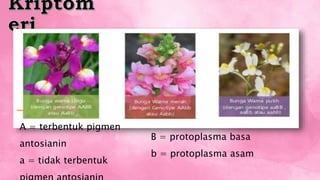 A = terbentuk pigmen
antosianin
a = tidak terbentuk
B = protoplasma basa
b = protoplasma asam
 