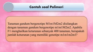 Tanaman gandum bergenotipe M1m1M2m2 disilangkan
dengan tanaman gandum bergenotipe m1m1M2m2. Apabila
F1 menghailkan keturunan sebanyak 400 tanaman, berapakah
jumlah keturunan yang memiliki genotipe m1m1m2m1?
Contoh soal Polimeri
 