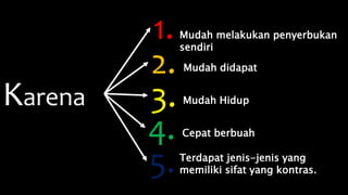 1.
Karena
Mudah melakukan penyerbukan
sendiri
5.
2.
3.
4.
Mudah didapat
Mudah Hidup
Cepat berbuah
Terdapat jenis-jenis yang
memiliki sifat yang kontras.
 