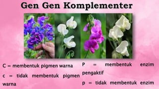 P = membentuk enzim
pengaktif
p = tidak membentuk enzim
C = membentuk pigmen warna
c = tidak membentuk pigmen
warna
 