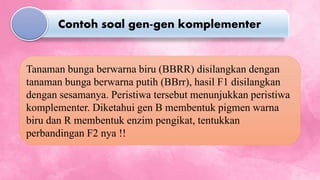 Tanaman bunga berwarna biru (BBRR) disilangkan dengan
tanaman bunga berwarna putih (BBrr), hasil F1 disilangkan
dengan sesamanya. Peristiwa tersebut menunjukkan peristiwa
komplementer. Diketahui gen B membentuk pigmen warna
biru dan R membentuk enzim pengikat, tentukkan
perbandingan F2 nya !!
Contoh soal gen-gen komplementer
 