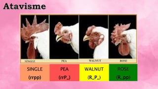 SINGLE
(rrpp)
PEA
(rrP_)
WALNUT
(R_P_)
ROSE
(R_pp)
 